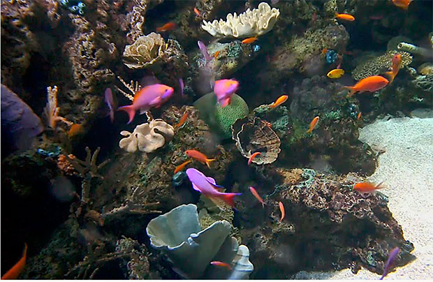 live-tropical-fish-webcam